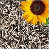 Lyra Pet® | 25 kg Sonnenblumenkerne Gestreift | Wildvogelfutter für Sommer & Winter | Ideal für Freilebende Vögel | Vogelfutter für das Ganze Jahr | Ölreiches Streufutter | Kräftige & Gesunde Schnäbel